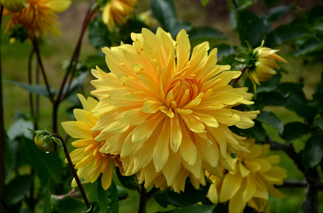 dahlia yellow flower free photo