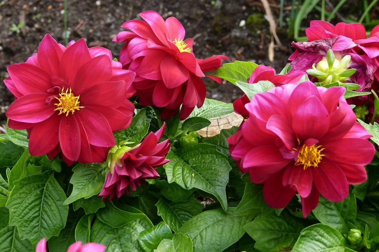 dahlia red flower free photo