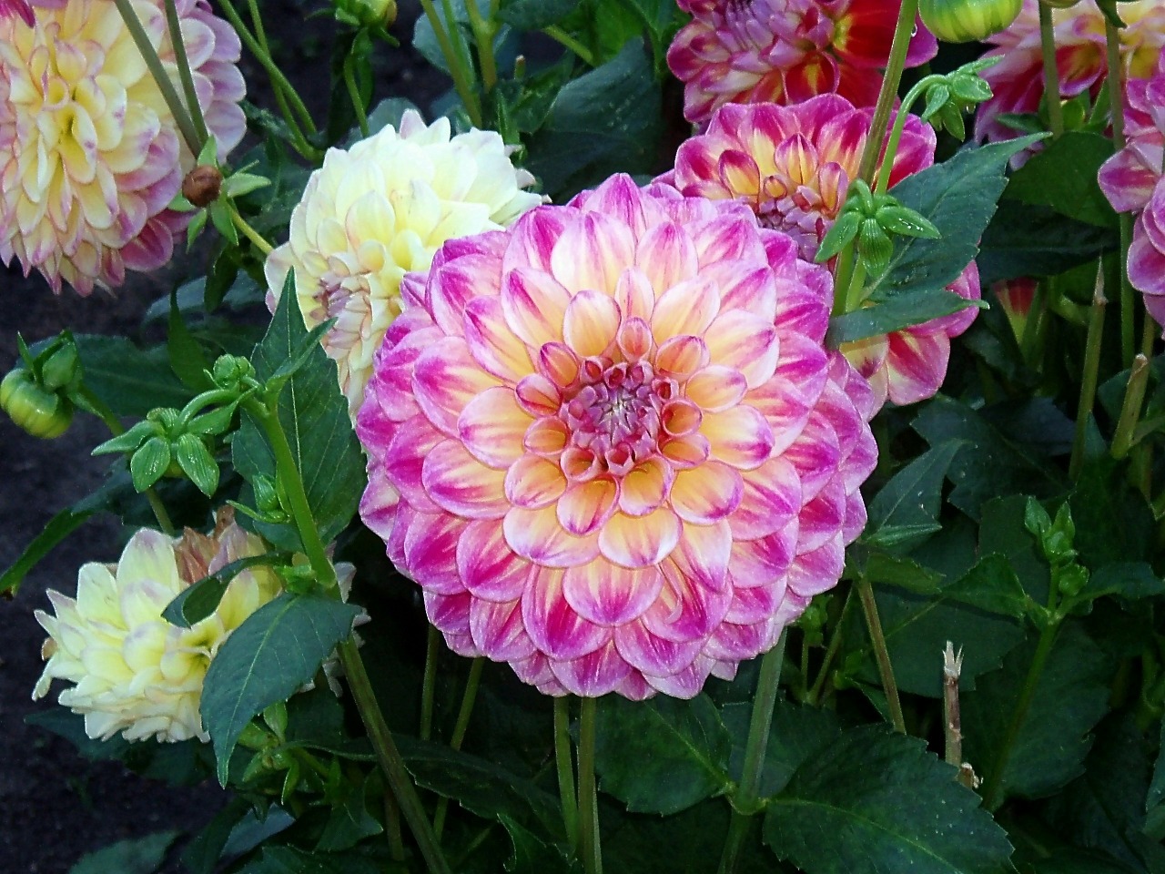 dahlia flower pink free photo