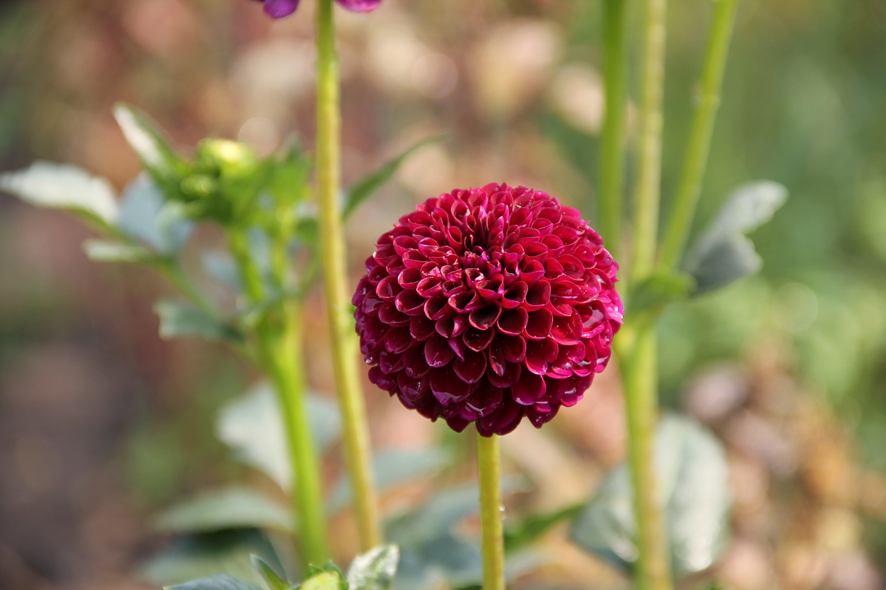 dahlia flower vinous free photo