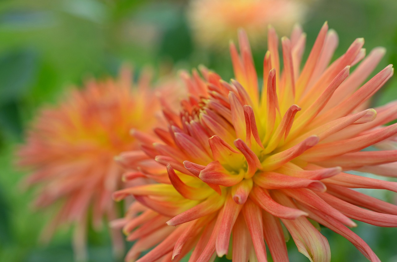 dahlia flower garden orange free photo