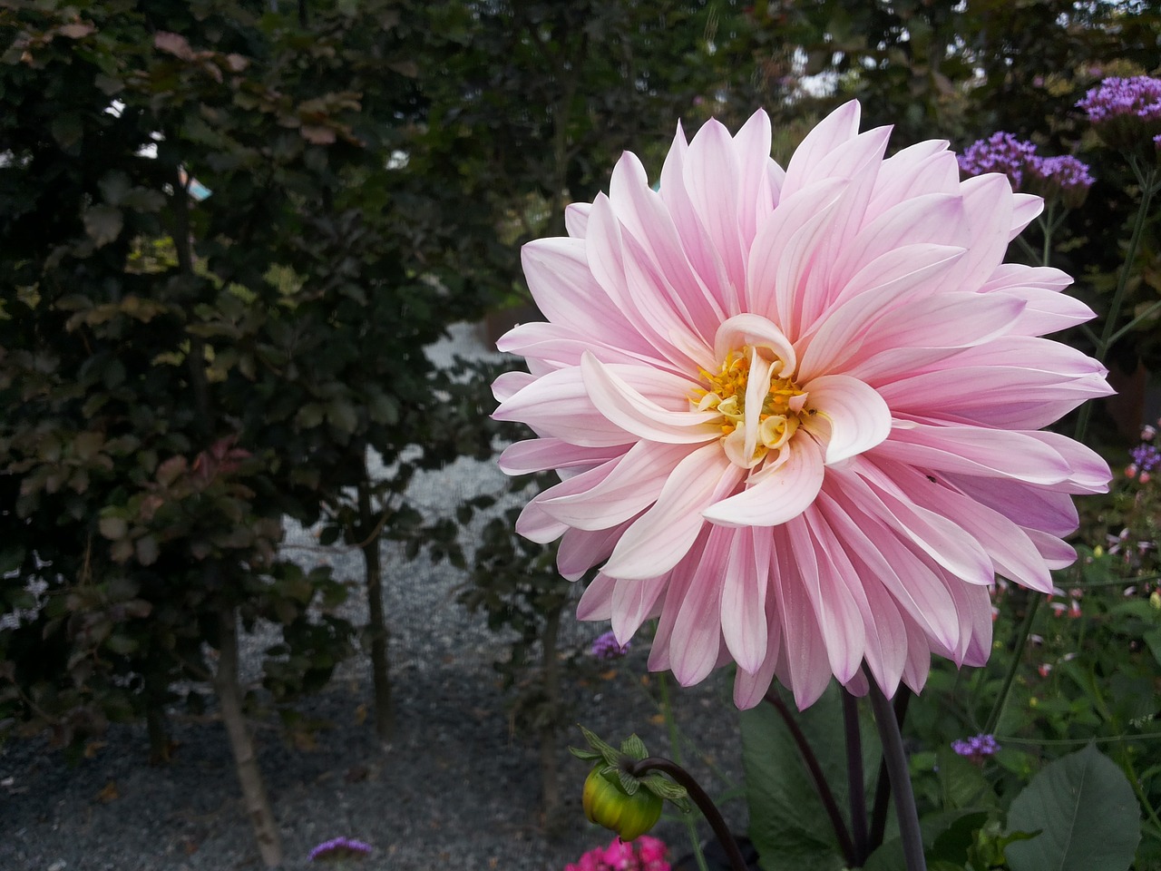 dahlia garden flower free photo