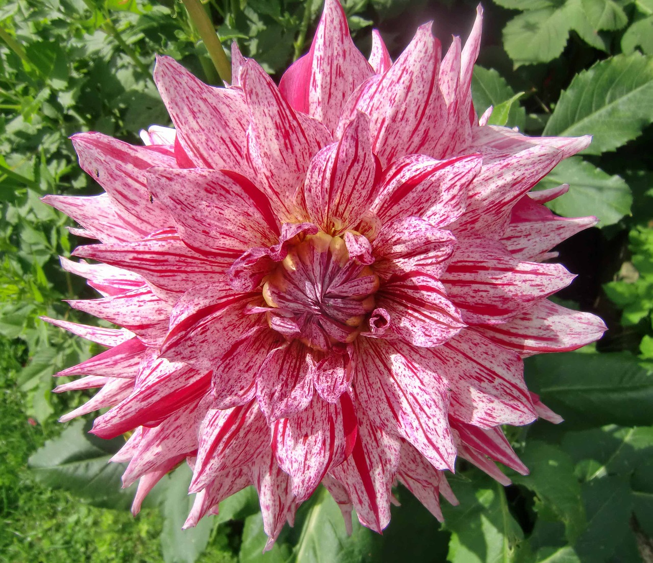 dahlia flower pink free photo