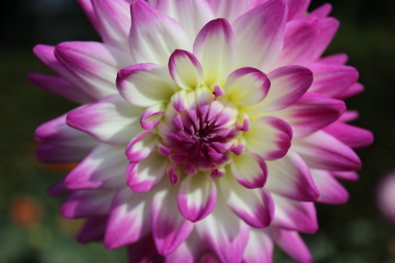 dahlia blossom bloom free photo