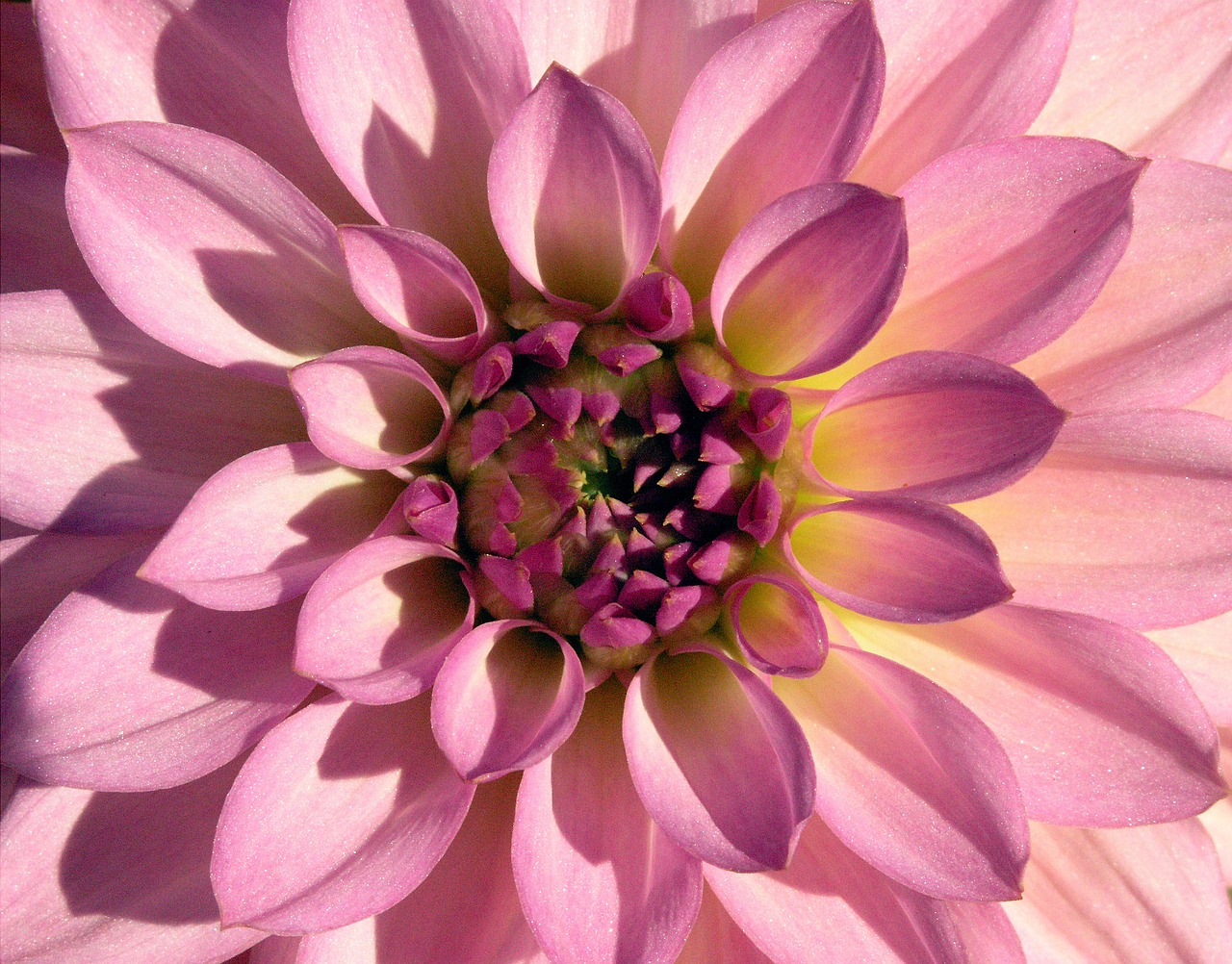 dahlia flower purple free photo