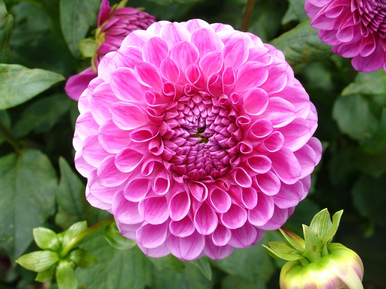 dahlia flower purple free photo