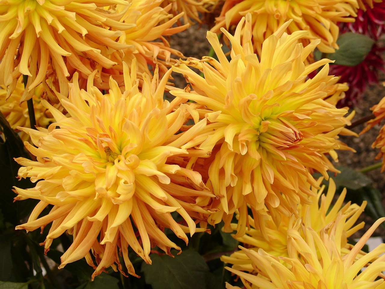 dahlia flowers yellow free photo