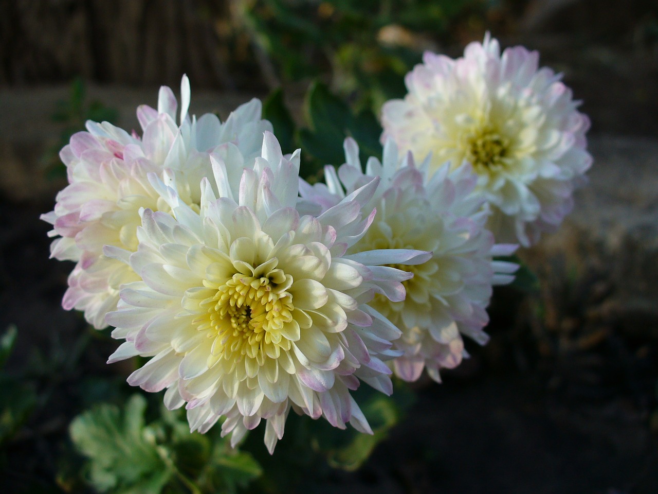 dahlia flower white free photo