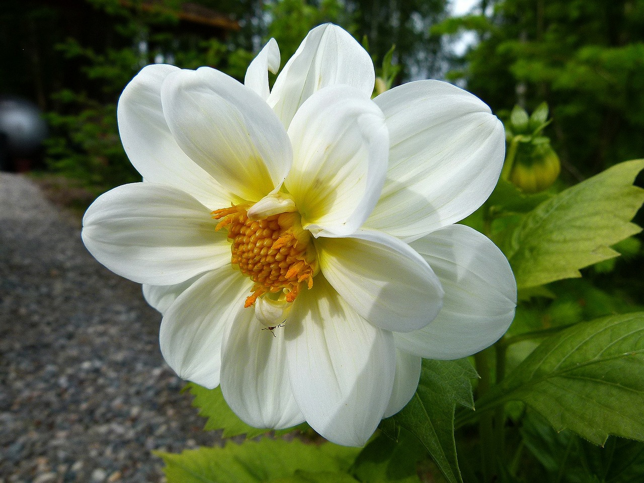 dahlia white flower free photo