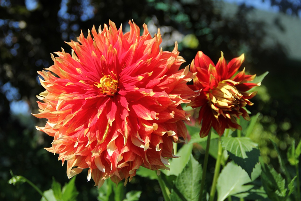 dahlia flower nature free photo