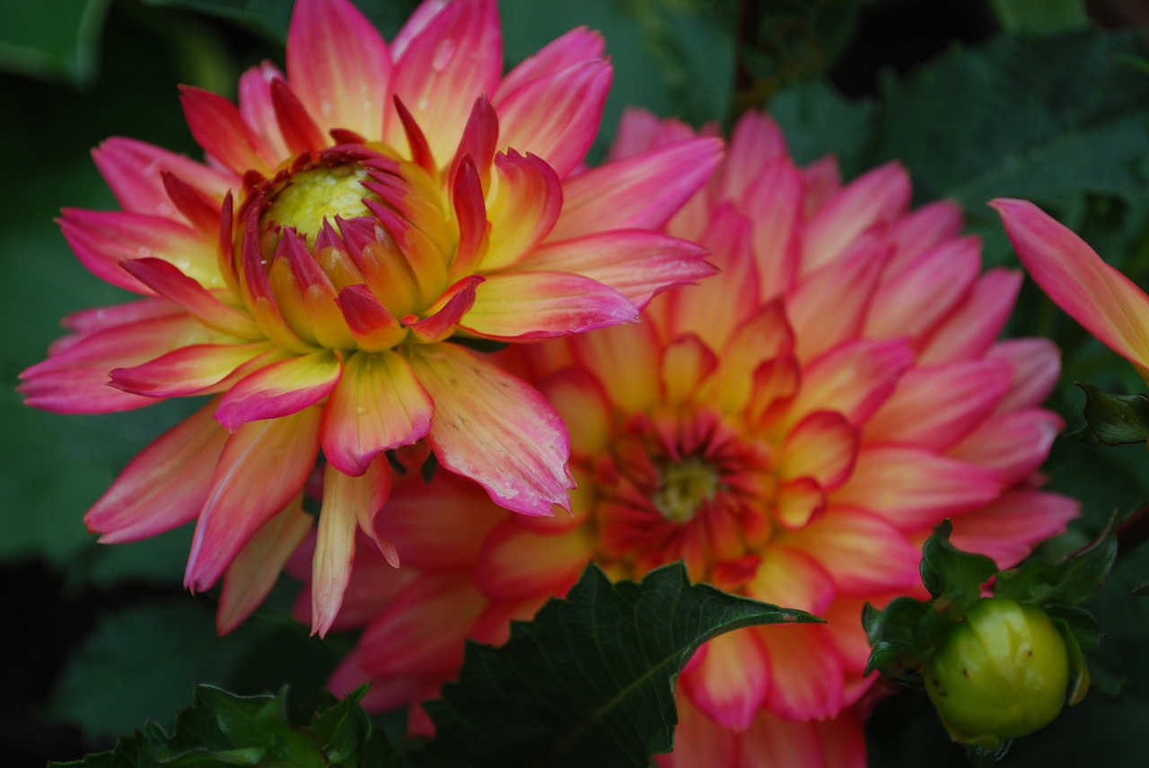 dahlia pink blossom free photo