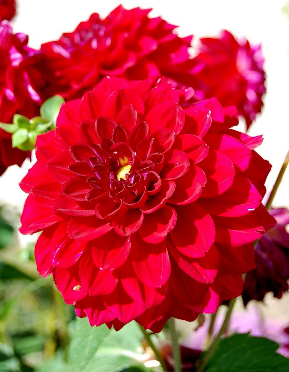 dahlia red maroon free photo