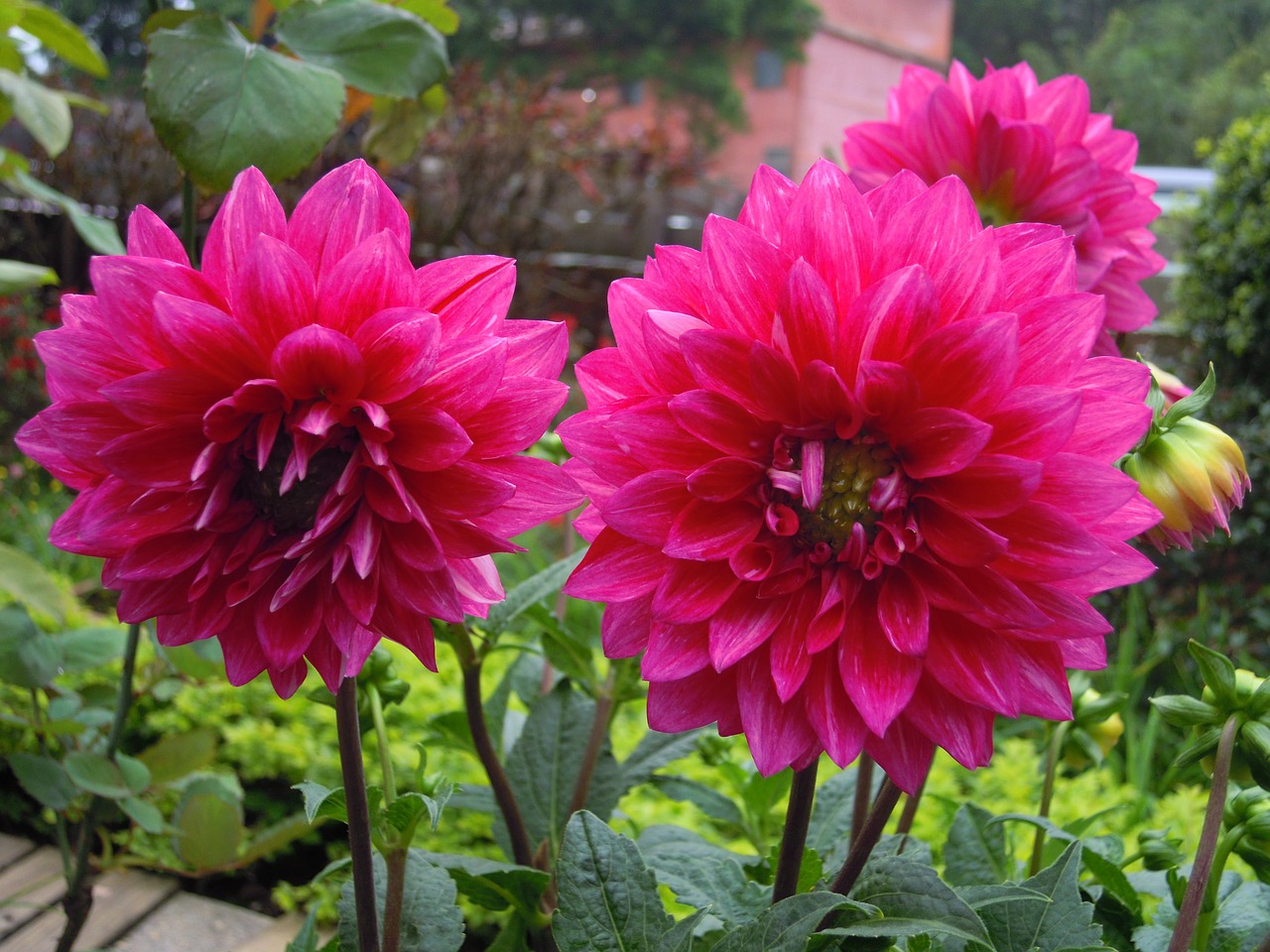 dahlia red free pictures free photo