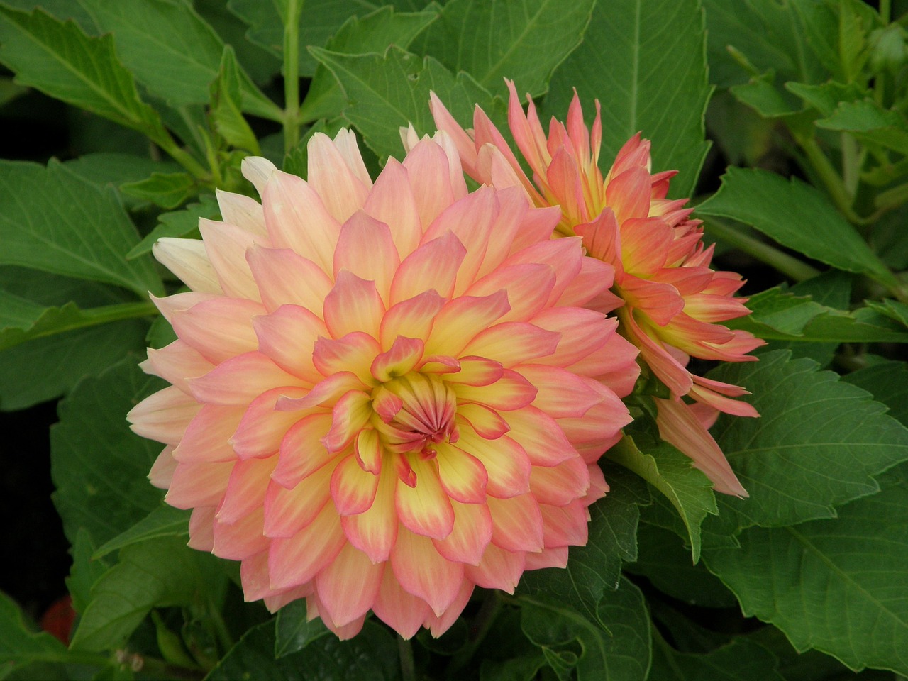 dahlia flower pink free photo