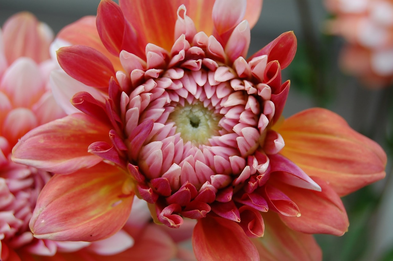 dahlia pink yellow free photo