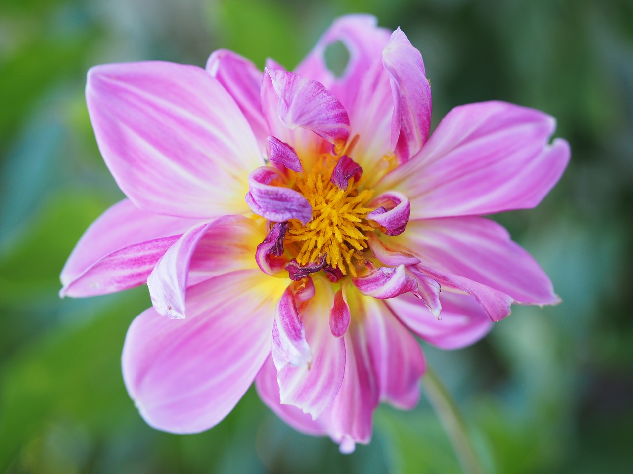 dahlia blossom bloom free photo