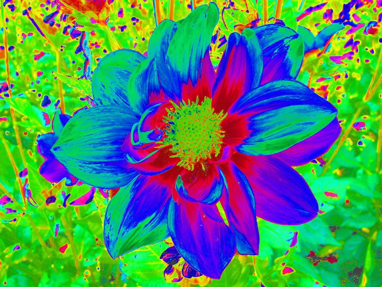 dahlia graphic flower free photo