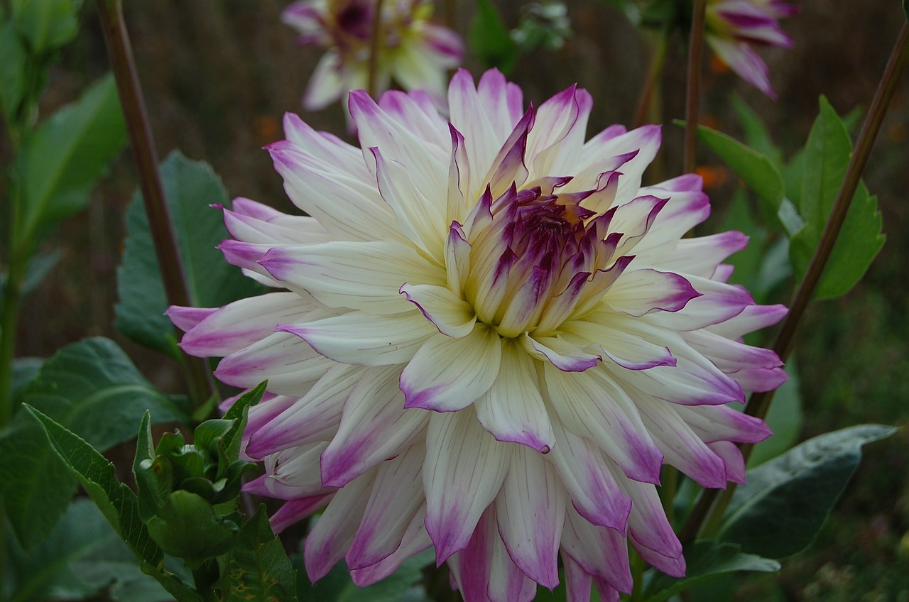 dahlia white purple free photo