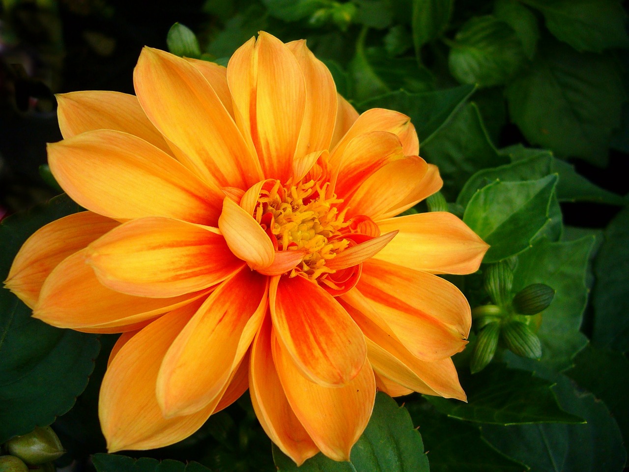 dahlia floral plant free photo