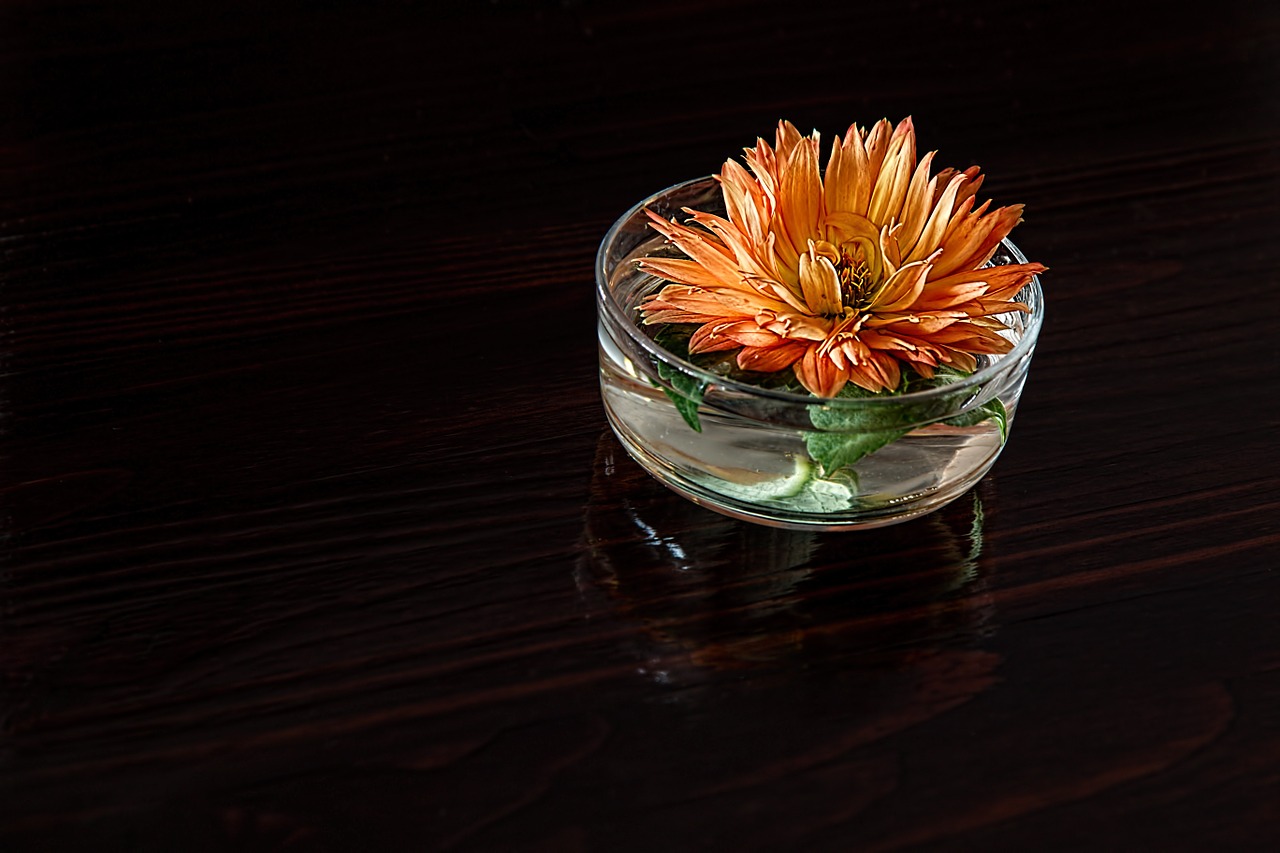 dahlia flower petal free photo