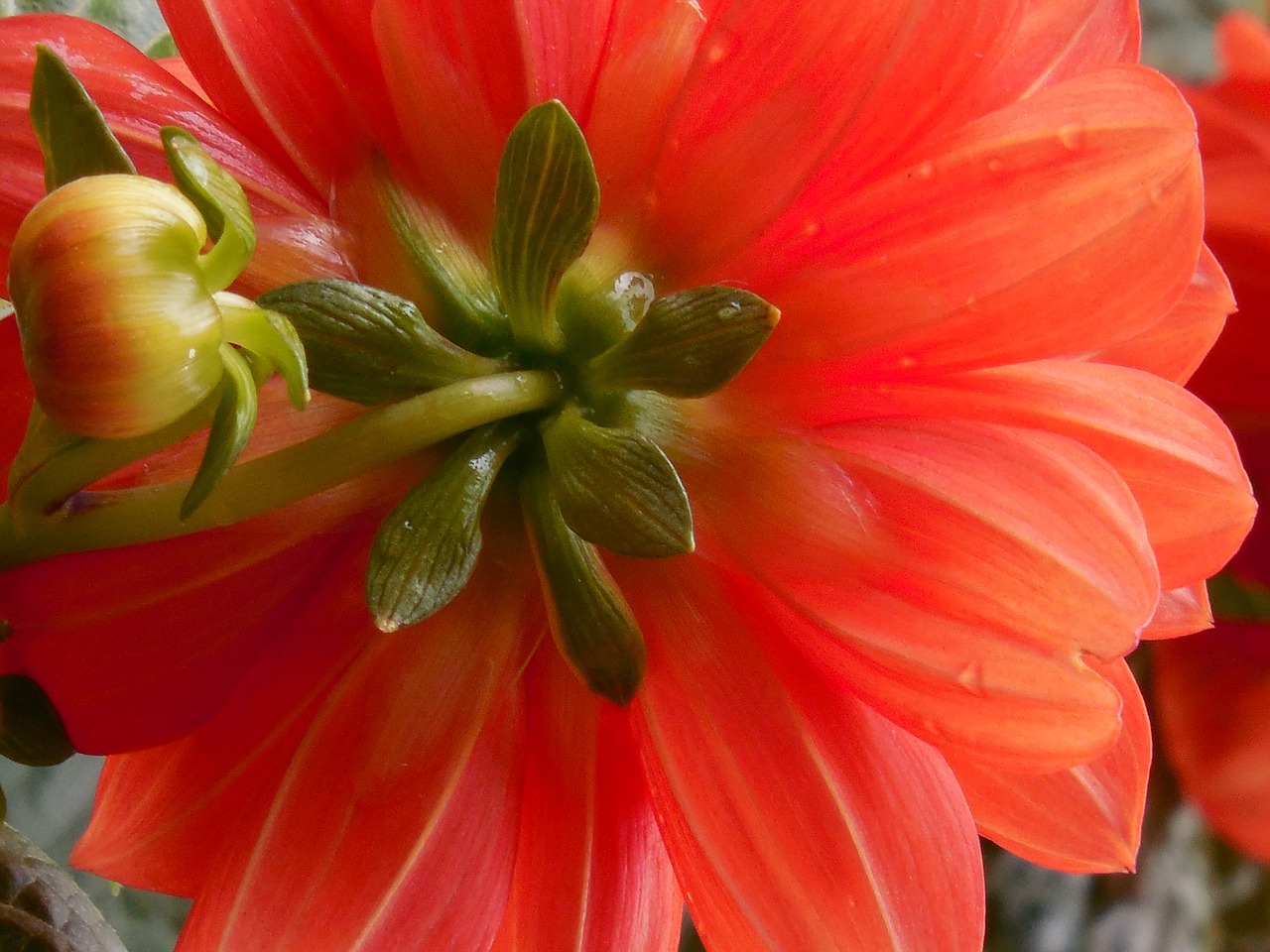 dahlia flower summer free photo