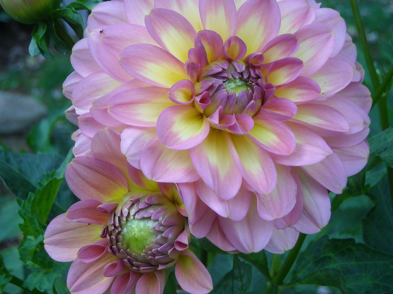 dahlia flower summer free photo