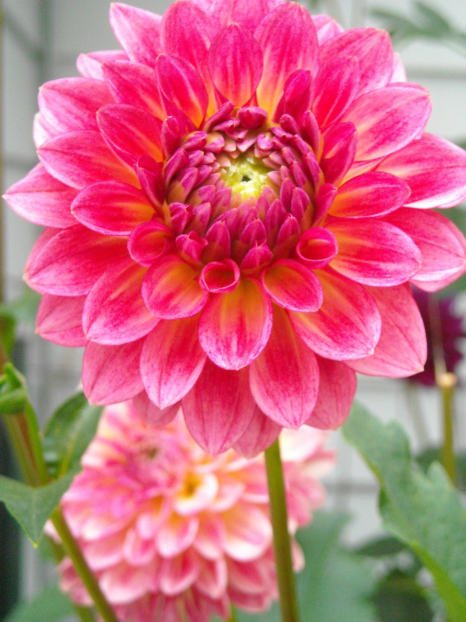 dahlia flower summer free photo