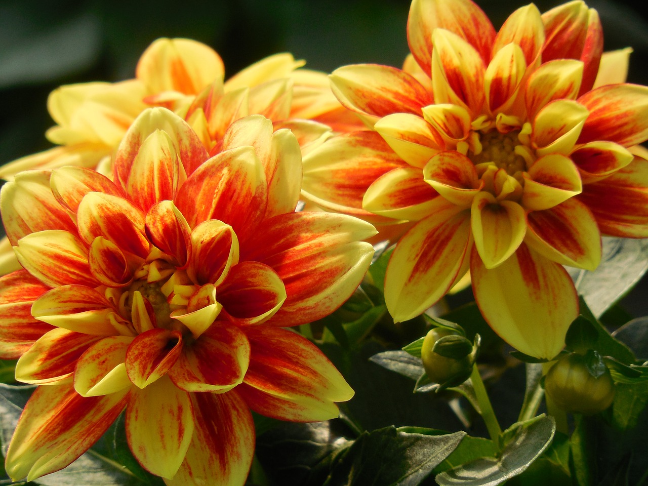 dahlia flower summer free photo