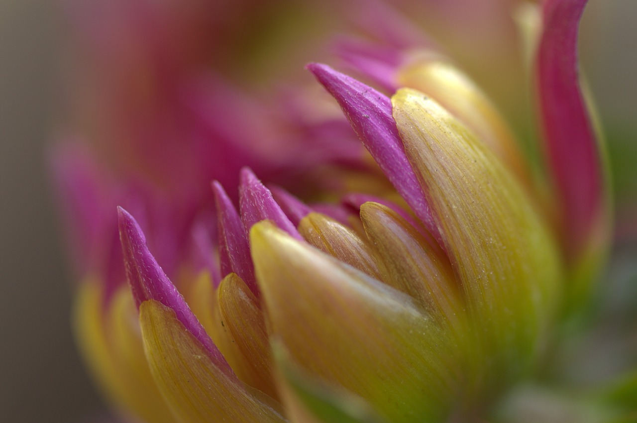 dahlia flower spring free photo