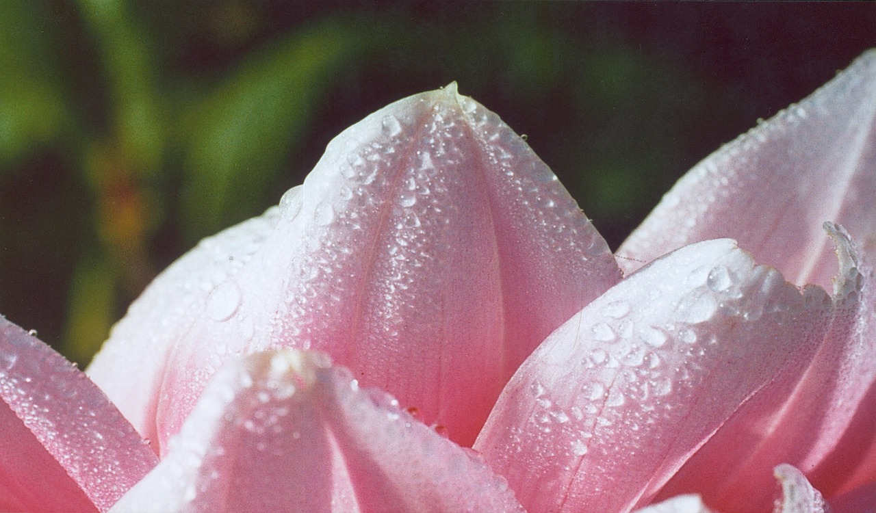 dahlia dew pink free photo