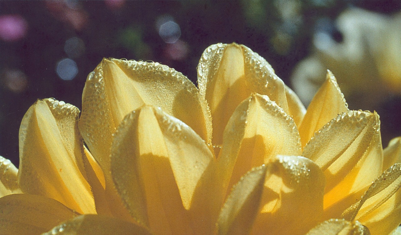 dahlia yellow dew free photo