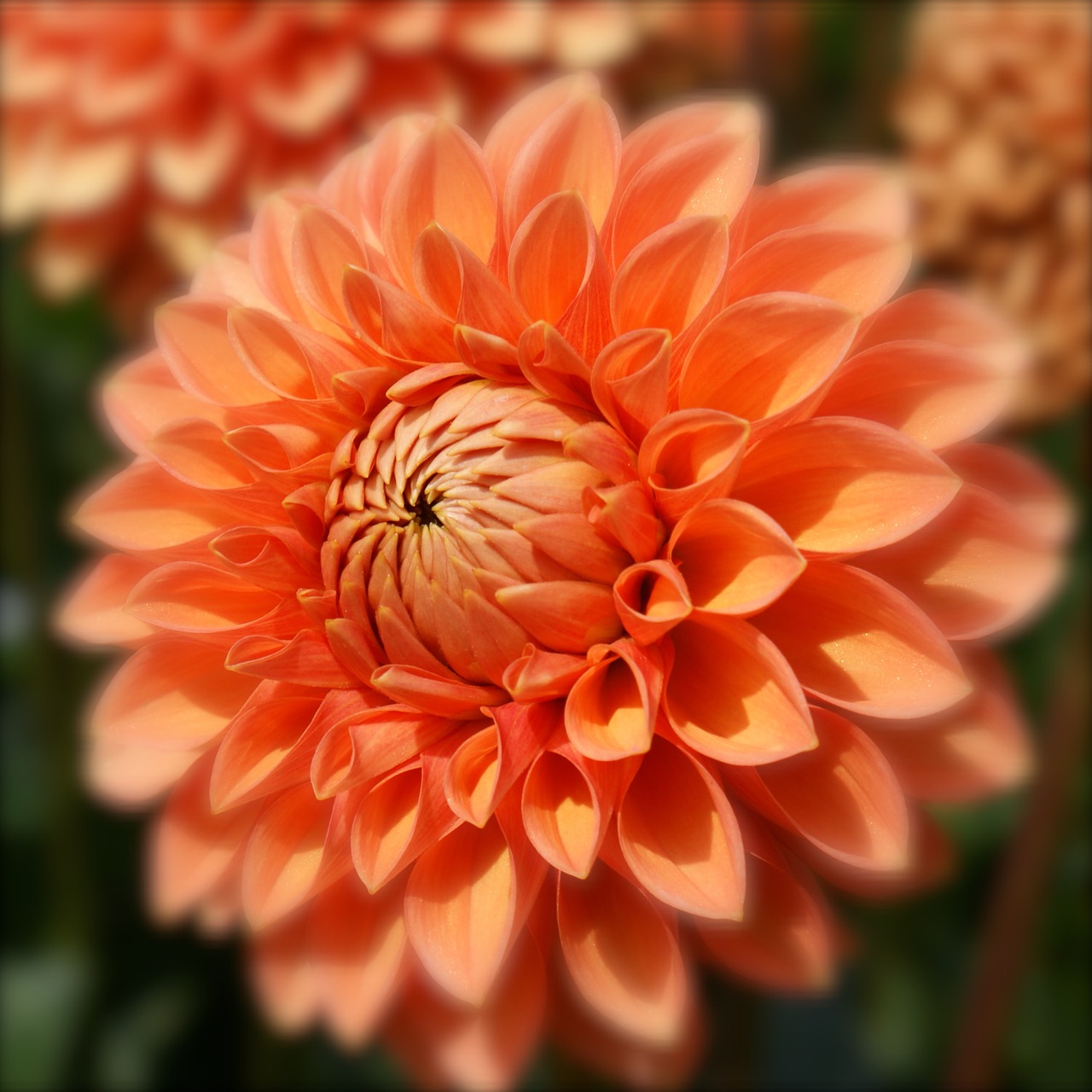 dahlia flower orange free photo