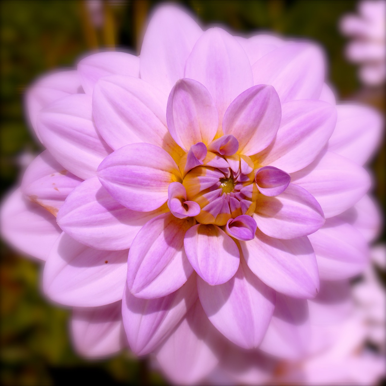 dahlia flower purple free photo