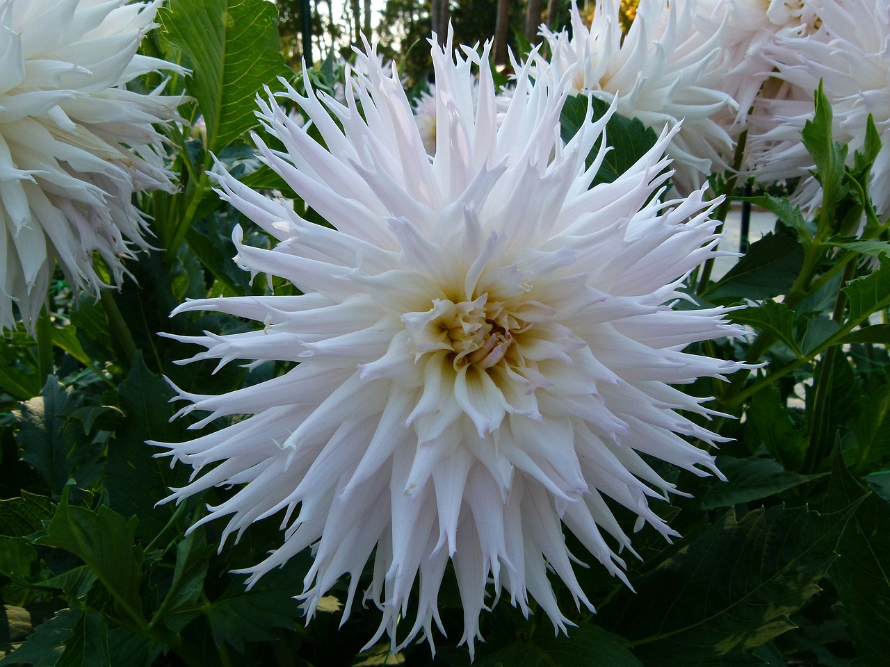 dahlia flower plant free photo