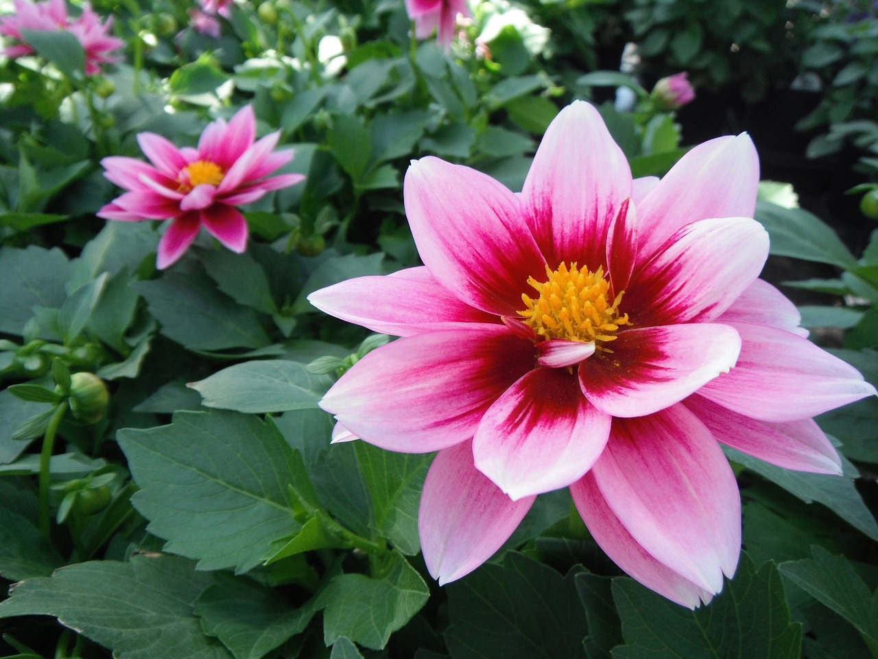 dahlia flower pink free photo