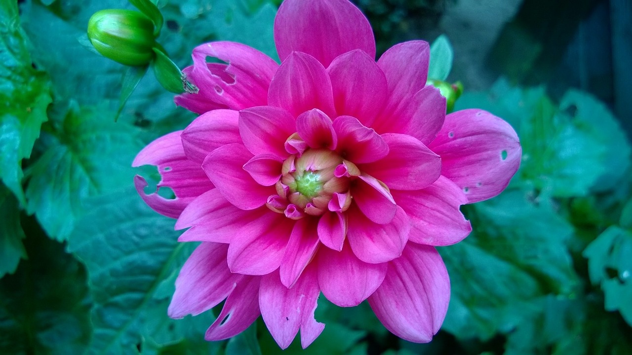 dahlia flower pink free photo