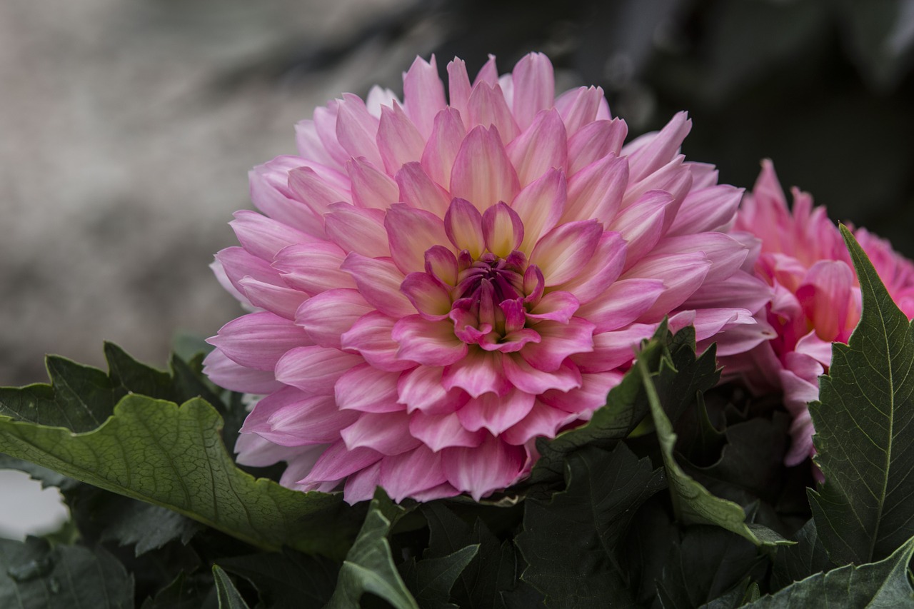 dahlia garden flower free photo