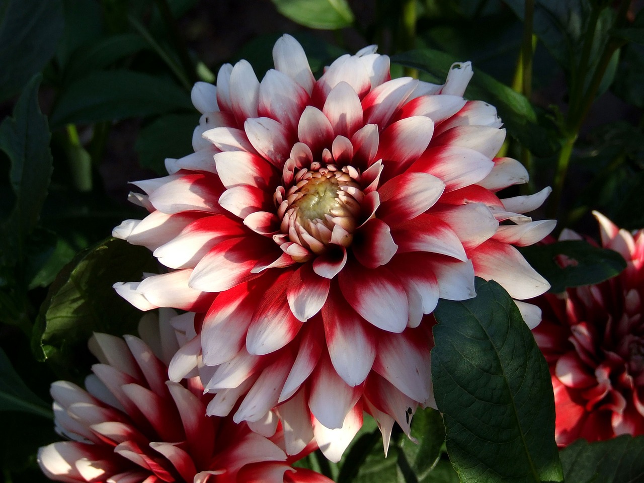 dahlia red white free photo