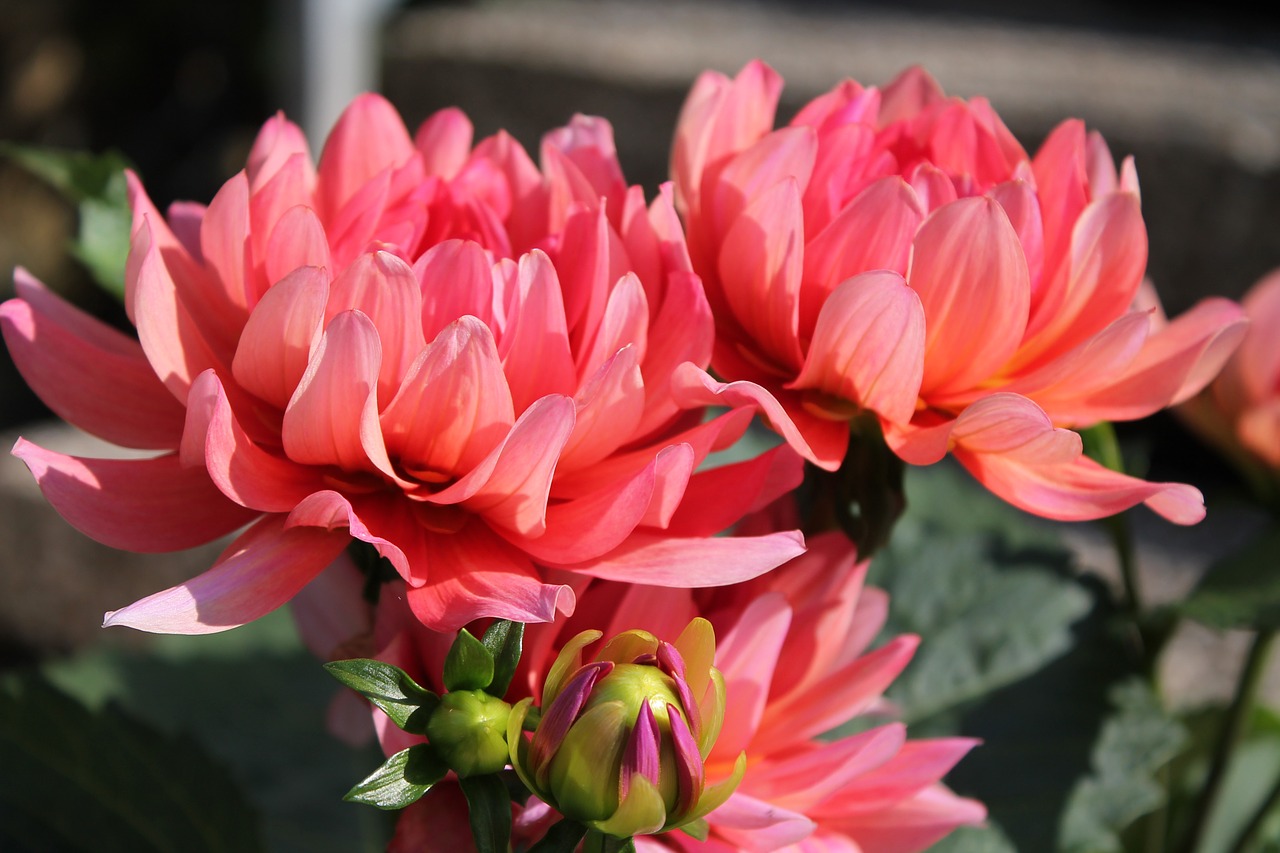 dahlia flower blossom free photo