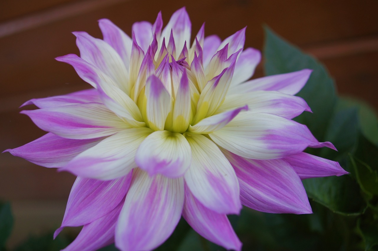 dahlia flower p free photo