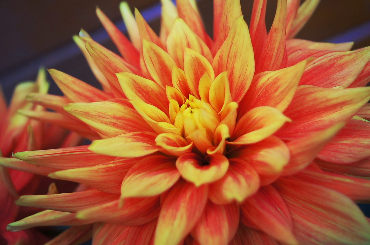 dahlia flower colorful free photo