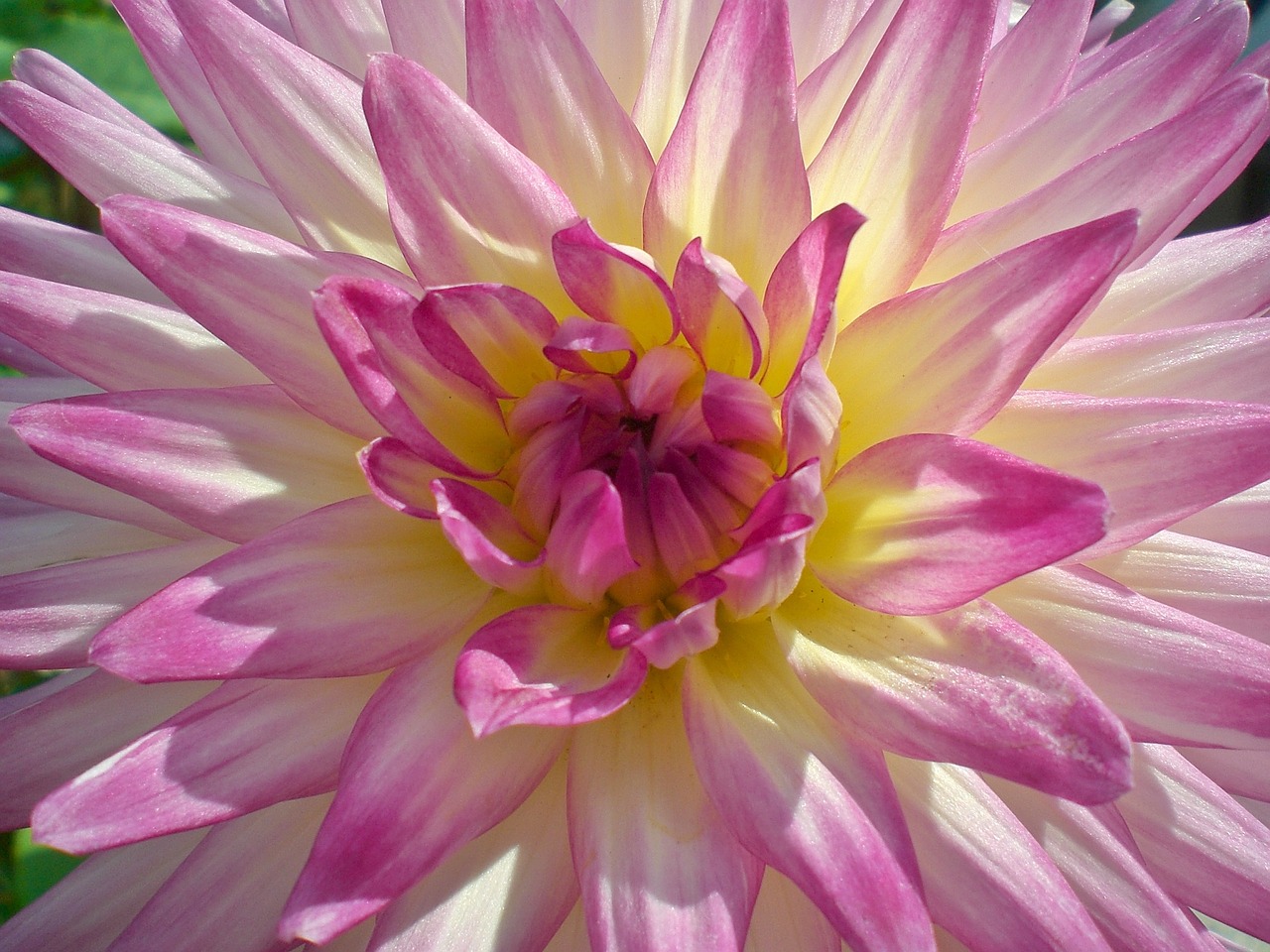 dahlia pink summer free photo