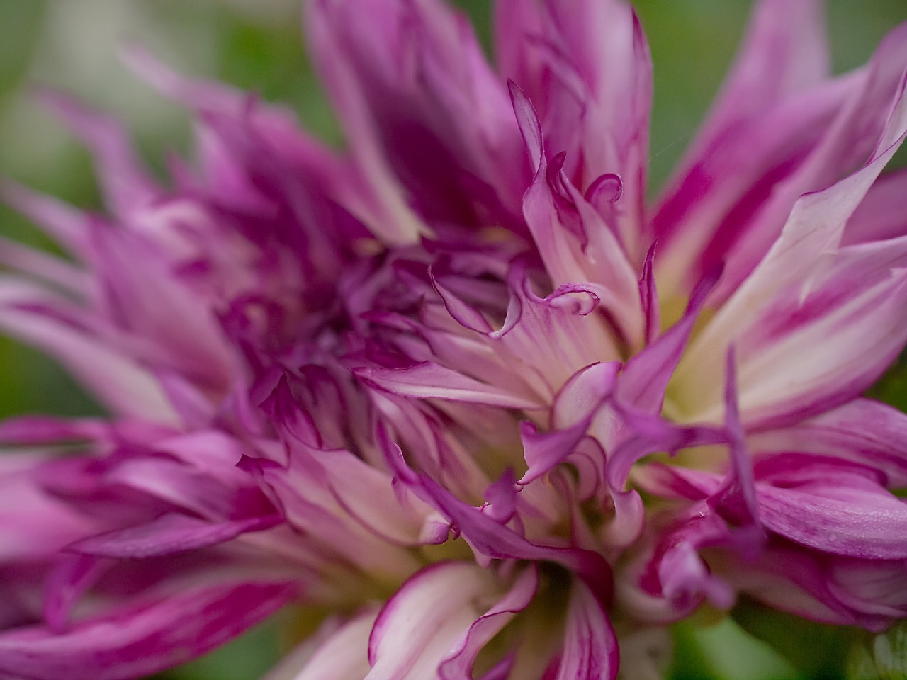 dahlia red flower free photo