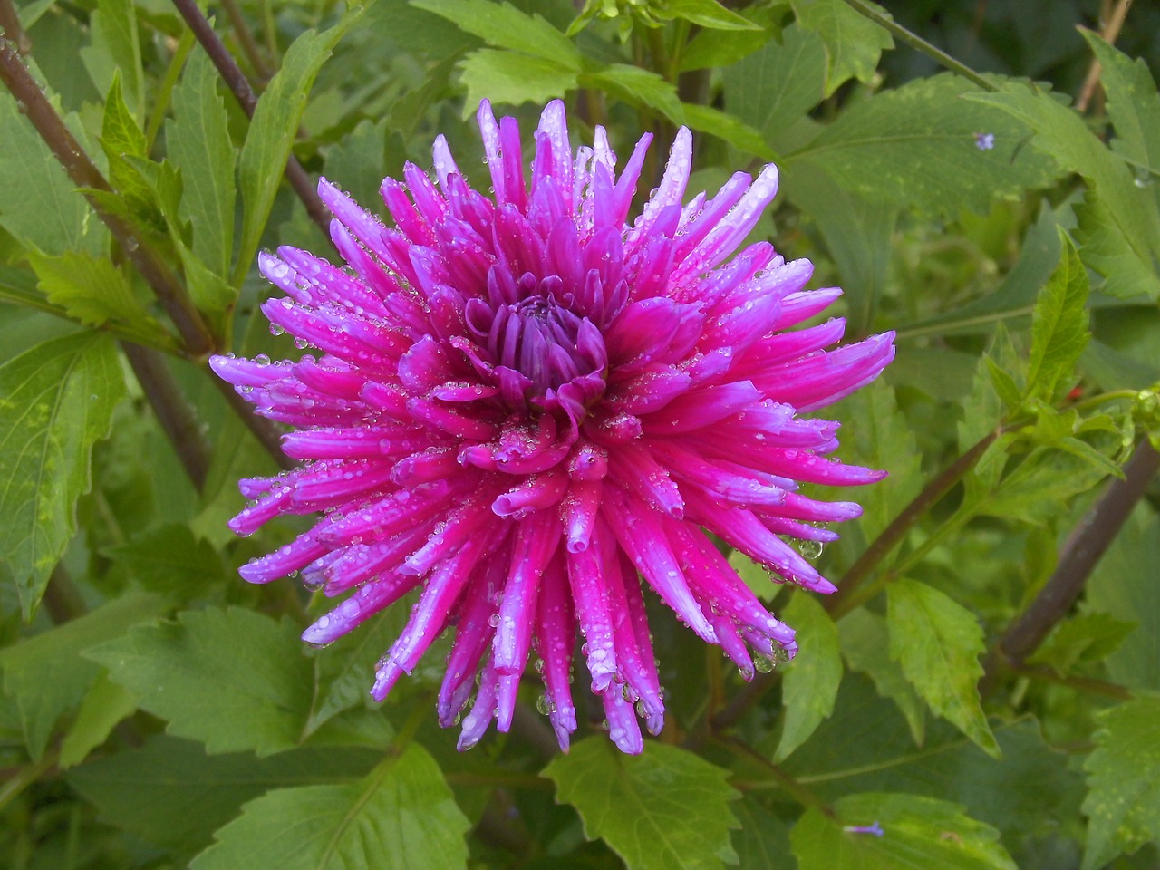 dahlia purple pink free photo