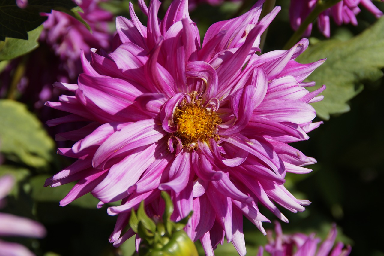 dahlia pink flower free photo