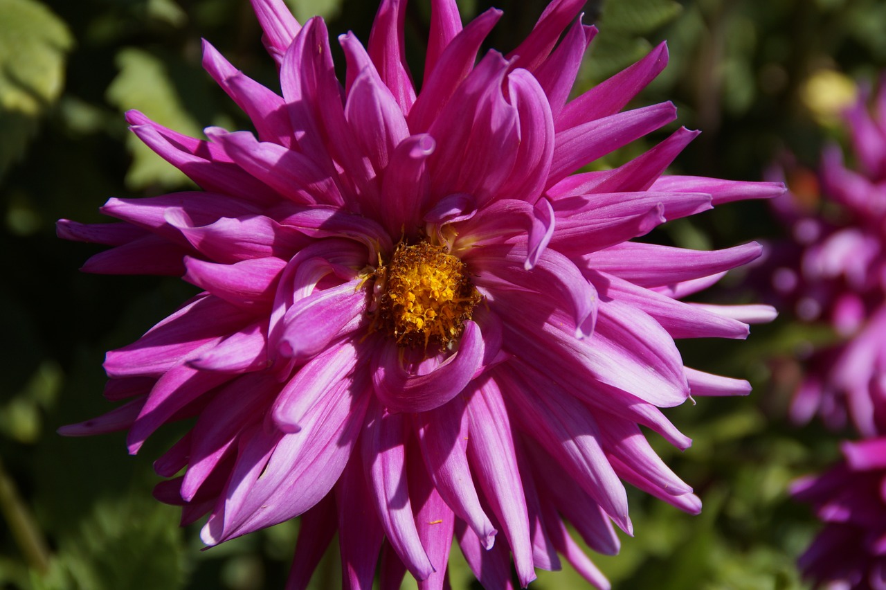 dahlia pink flower free photo