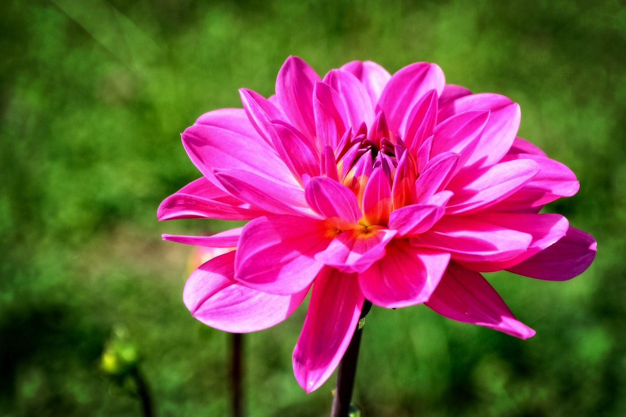 dahlia composites ornamental plant free photo