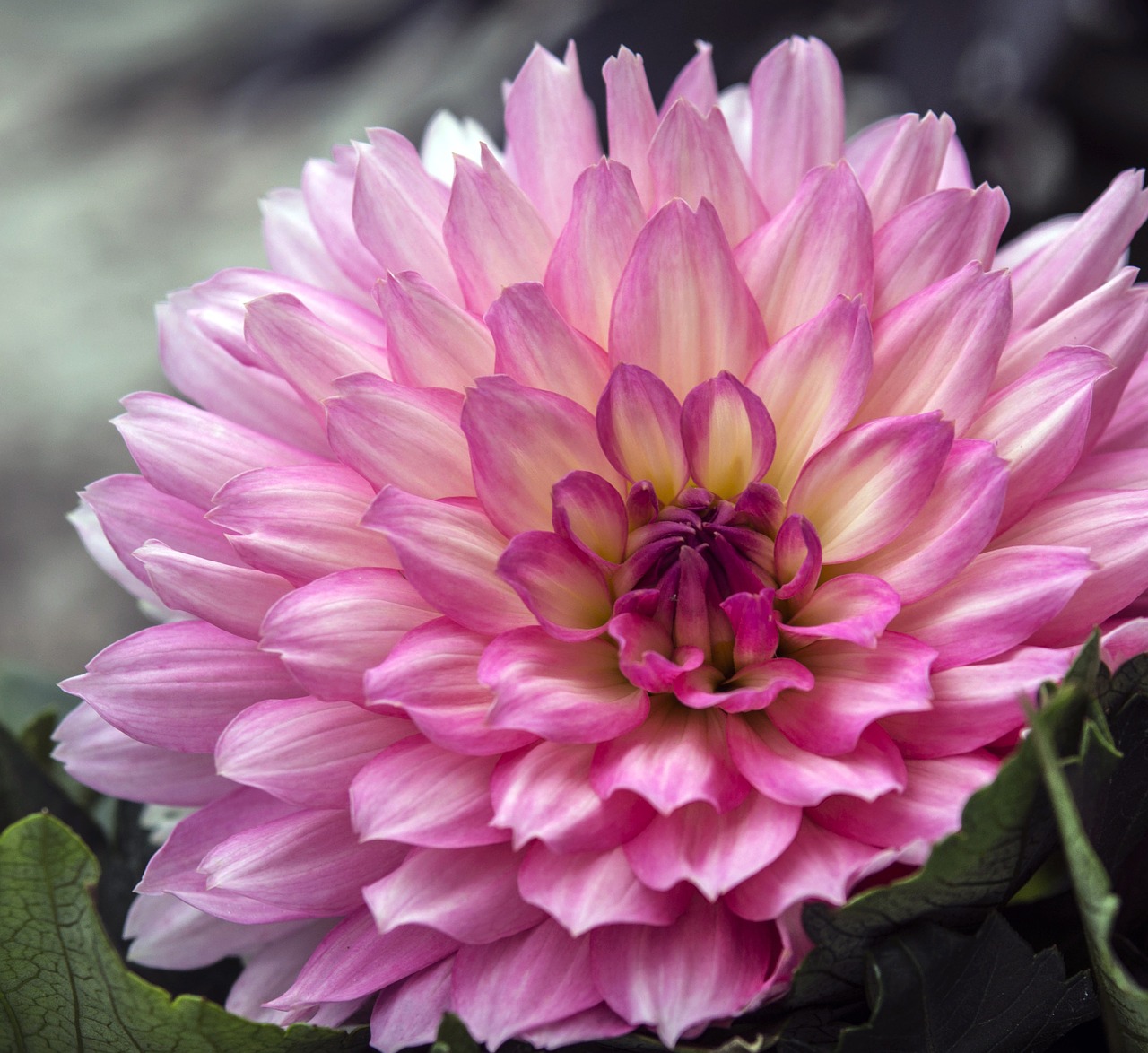 dahlia flower pink free photo