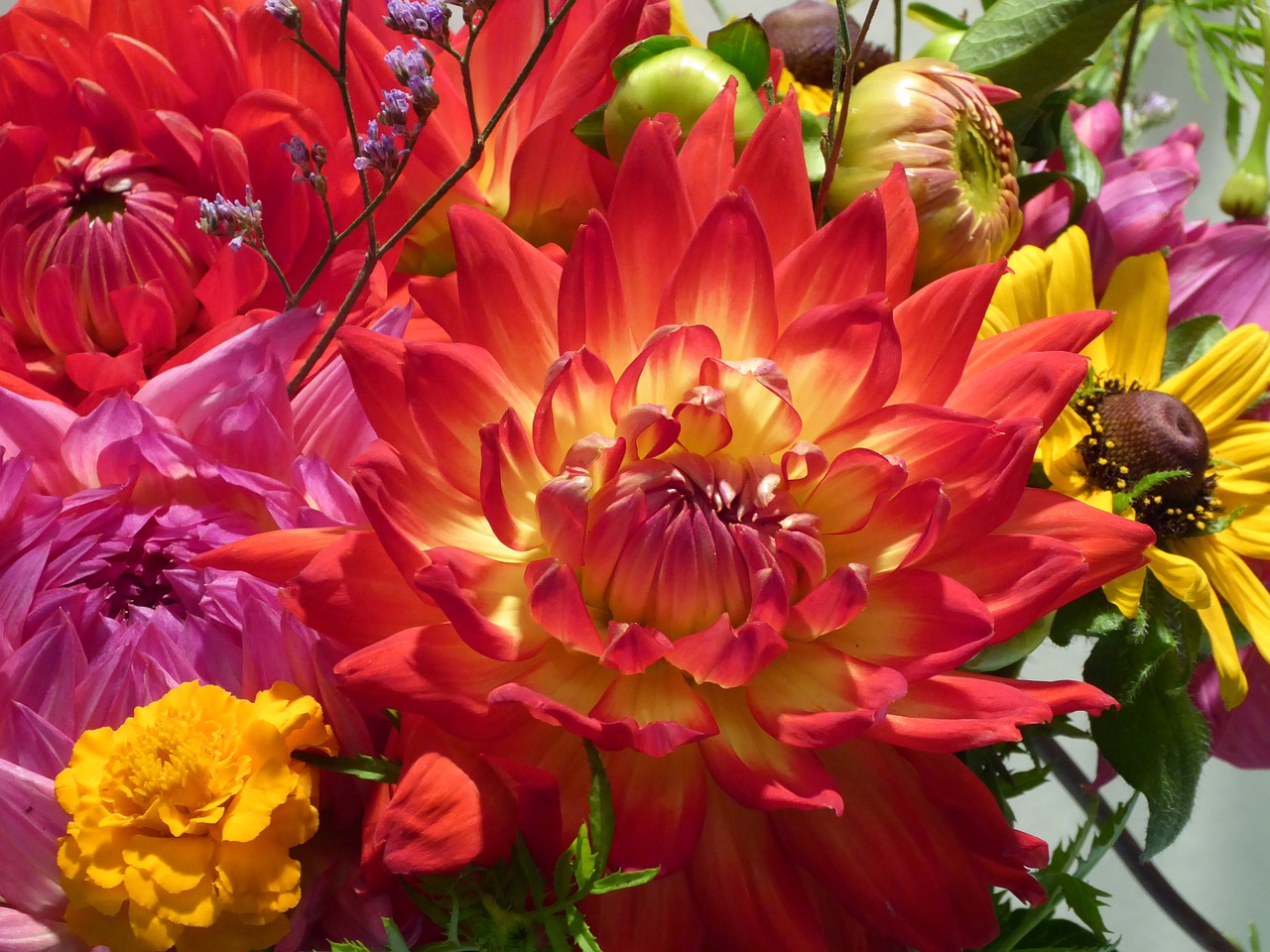 orange flower dahlia flower free photo