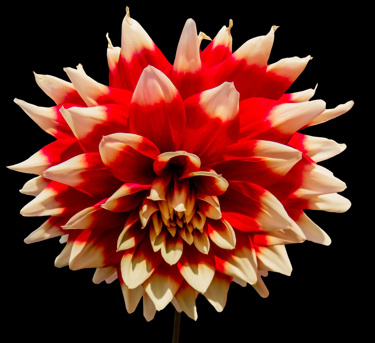 dahlia blossom bloom free photo